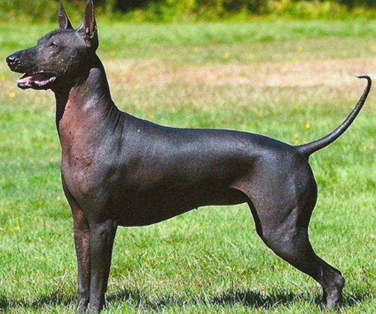 UM CACHORRO ME AJUDOU
