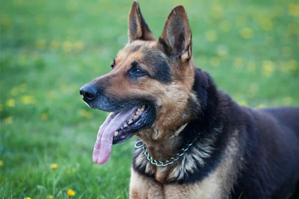 Um cão pastor alemão