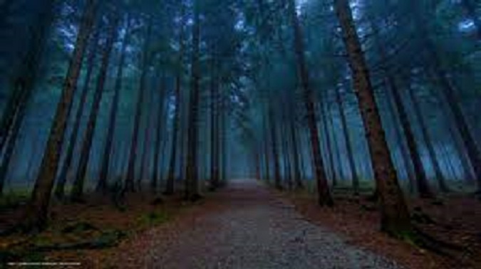 NA FLORESTA